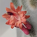 The orange-red bloom of the Monkey Tail Cactus