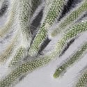 The hairy stems of Cleistocactus colademononis