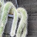 Monkey Tail Cactus with stems growing down from a hanging basket