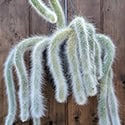 A Monkey Tail Cactus with a brown wooden panel in the background