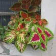 Collection of three different Coleus by Carlos Gustavo Gonzalez