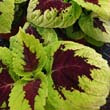 Coleus Lime Sprite Houseplants