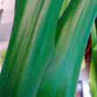Photo showing an all green leaved Corn Plant