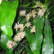 Corn Plant flowers by Ripepette