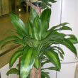 Dracaena fragrans 'massangeana' photo by KENPEI