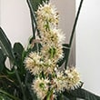 A Corn Plant that's blooming