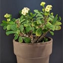 Euphorbia milii in a tan container