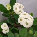 Plant with creamy white flowers