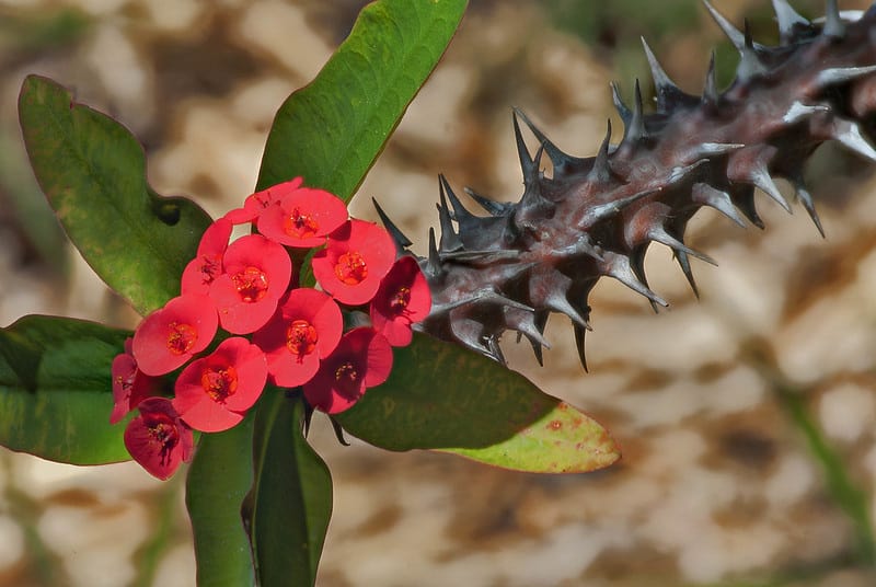 No pain involved in growing Crown of Thorns plant 