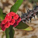 Plant with crimson red flowers - Photo by Wayne S. Grazio
