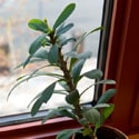 A single stem plant on a window ledge - Photo by Plant Image Library