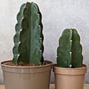 Two different sized cuddly cactus plants side by side. Bigger containers are needed for the plant to get taller
