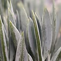 Blue Chalk Stick Plant with the chalky covering on each leaf