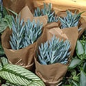Plants for sale in a store