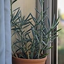 You can use a grow light, but they will likely grow best next to a sunny window like this