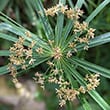 Cyperus alternifolius with flowers