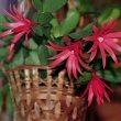 Easter Cactus growing in a basket by Kor!An