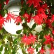 Easter Cactus hanging down from a white basket by Kor!An