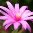 Easter Cactus