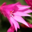 Photo capturing the opening of a pink flower on a Easter Cactus cross (Hatiora x graeseri) by Sadambio