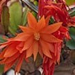 Orange flowers on a Easter Cactus houseplant