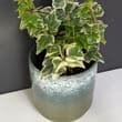 This Common Ivy houseplant is growing in an unusual pot