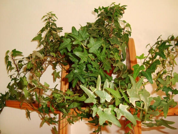 Indoor ivy plant wilting