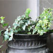 Hedera Helix (English Ivy) growing in a metal pot photo by Cristina Sanvito