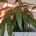 Epipremnum amplissimum on a shelf with a govee LED light in the background