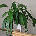 Amplissimum Pothos hanging down from a handrail on a landing