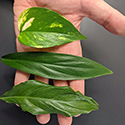 Three leaves rest on an open hand from an epipremnum amplissimum, peace lily and Golden Pothos plant