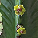 Euphorbia Ingens flowering