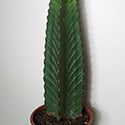 Young Euphorbia Ingens
