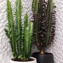 The two Euphorbia trigona varieties side by side