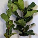 Ficus lyrata Bambino (left) and a standard Ficus lyrata (right) side by side