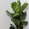 A Fiddle-Leaf Fig can make a bold and impactful statement in most homes