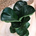 This is a small plant now, but with good care will rapidly grow over the next couple of years