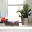 A Fiddle-Leaf Fig next to a bright window - photo by Emily May