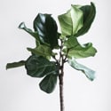 A Fiddle-Leaf Fig next to a bright window - photo Lauren Mancke