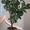 Fiddle leaf in a famous clothing store. Unusually it was actually real and well cared for.