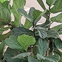 Close up photo of the previous plant, to show the vivid and striking leaves.
