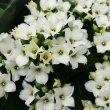 Photo showing a white flowering Kalanchoe by Wildfeuer