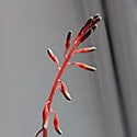 Gasteria Flowering Inflorescence