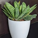 Gasteria are small plants, but can make a big impression