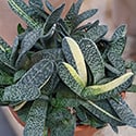 Gasteria minima 'variegata' - Considered rare so can be expensive compared to many Gasteria's