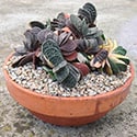 Several plants in one large pot can be very effective - Photo by Reggie1