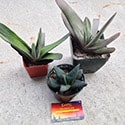 Three similar Gasteria varieties - Photo by Reggie1