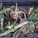 You can buy a wide selection of different looking Gasteria in most stores - Photo by Reggie1