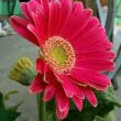 Pink Gerbera flowers by Fir0002