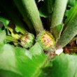 New Gerbera buds come from the heart of the plant
